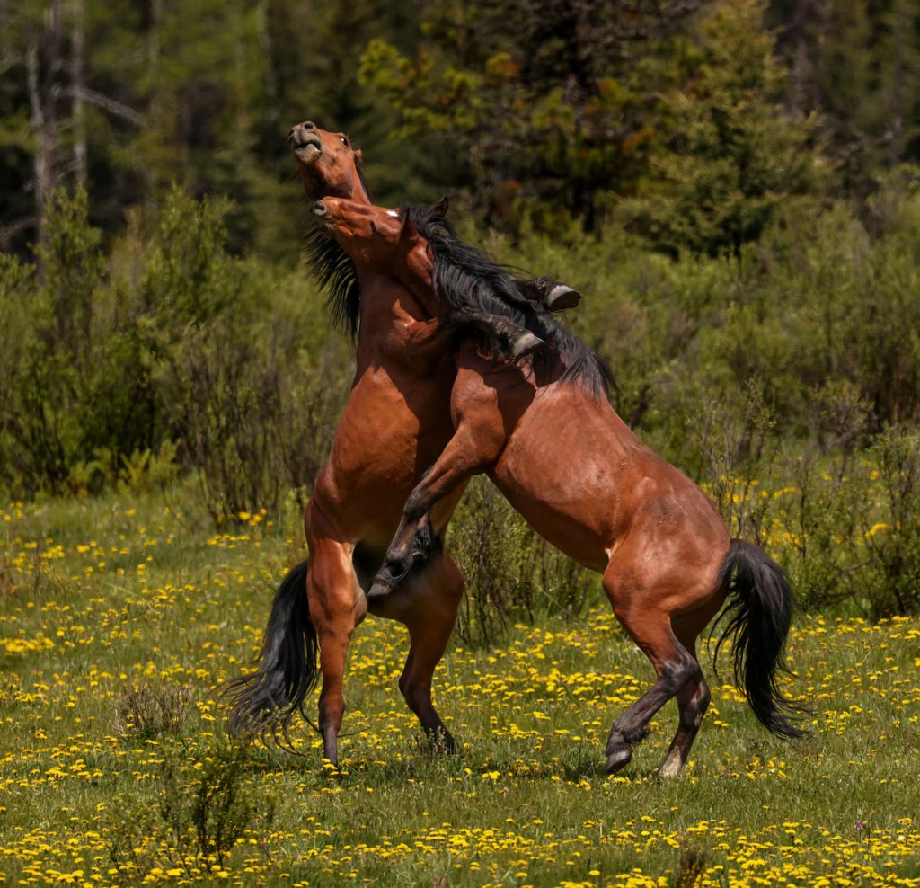 Wild Horses